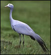 The Blue Crane